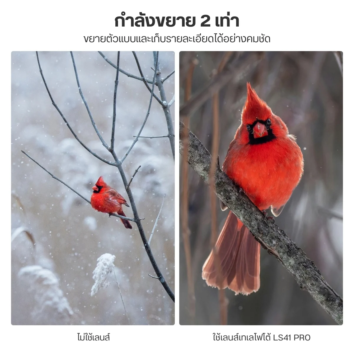 NEEWER เลนส์มือถือ Telephoto LS41 Pro 60mm HD เลนส์ซูม 2X เกลียว 17mm